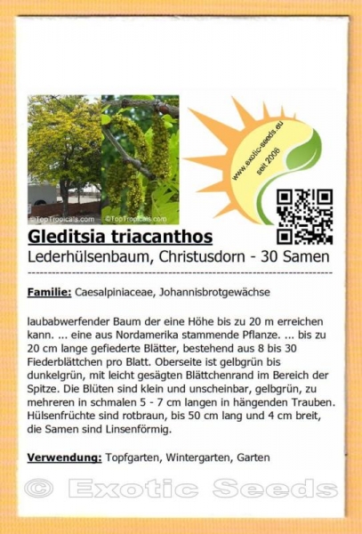 Gleditsia triacanthos, Lederhülsenbaum, Christusdorn, 30 Samen